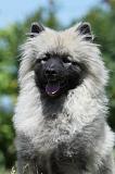 SPITZ LOUP 042